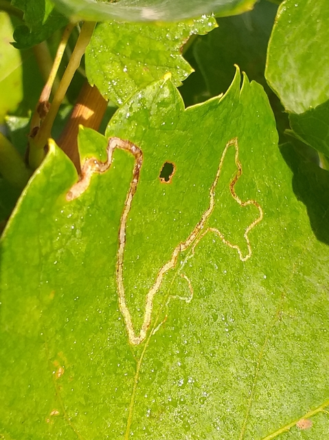 Phyllocnistis vitegenella - kígyóaknás szőlőmoly