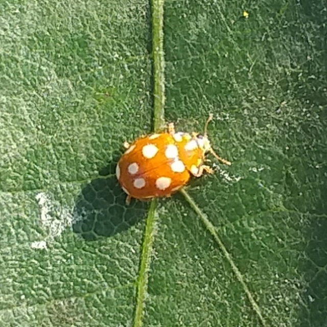 Vibidia duodecimguttata - tizenkétcseppes füsskata