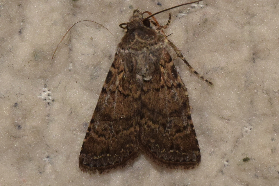 Euxoa tritici - búza-földibagoly