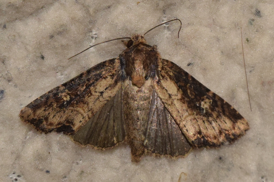 Mesapamea secalis - kis dudvabagoly