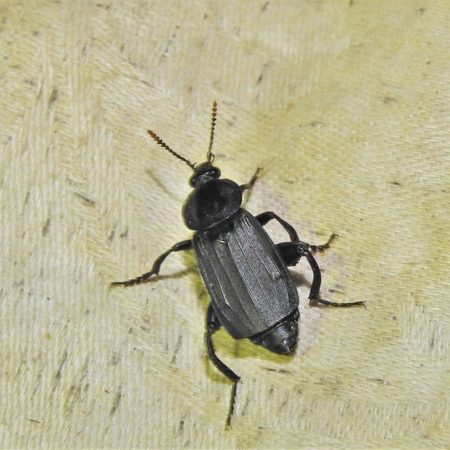 Necrodes littoralis - nagy dögbogár