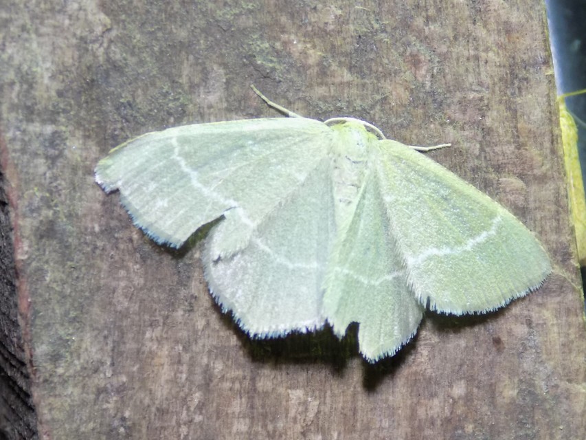 Chlorissa viridata/cloraria
