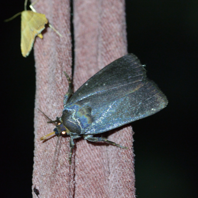 Amphipyra livida - zsírfényű bagoly