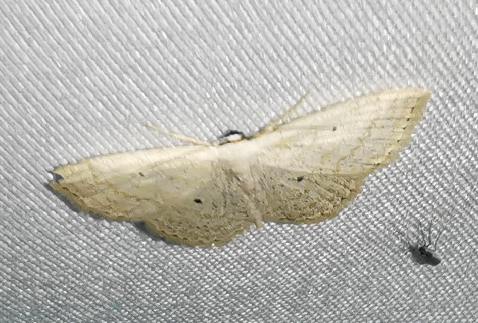 Scopula immutata - réti fehéraraszoló