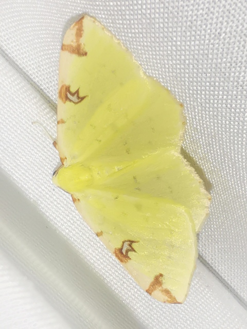Opisthograptis luteolata - citromsárga araszoló