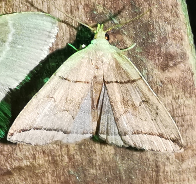 Herminia grisealis - ligeti karcsúbagoly