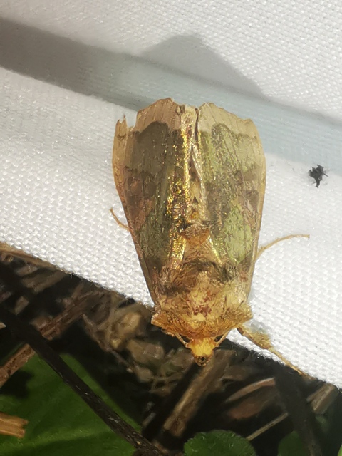 Diachrysia chrysitis/stenochrysis