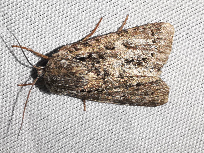 Acronicta auricoma - aranyos szigonyosbagoly