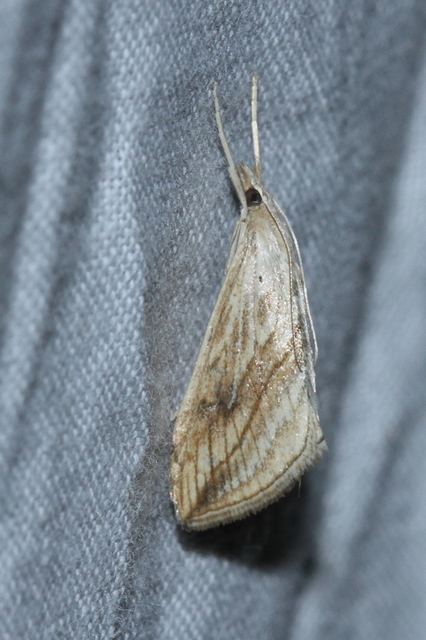 Evergestis forficalis - veteménymoly
