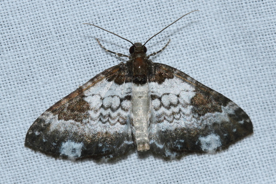 Melanthia procellata - hullámos tarkaaraszoló