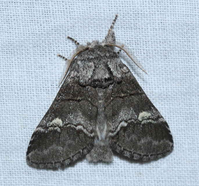Drymonia querna - tölgyfa-púposszövő