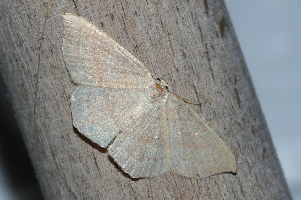Cyclophora linearia - vonalas pettyesaraszoló
