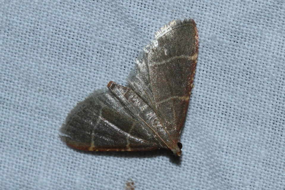 Hypsopygia glaucinalis - rezes fényilonca