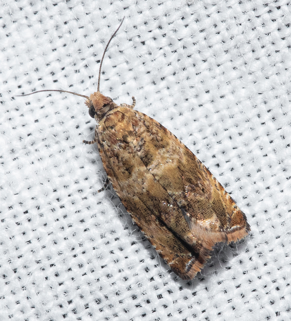 Celypha