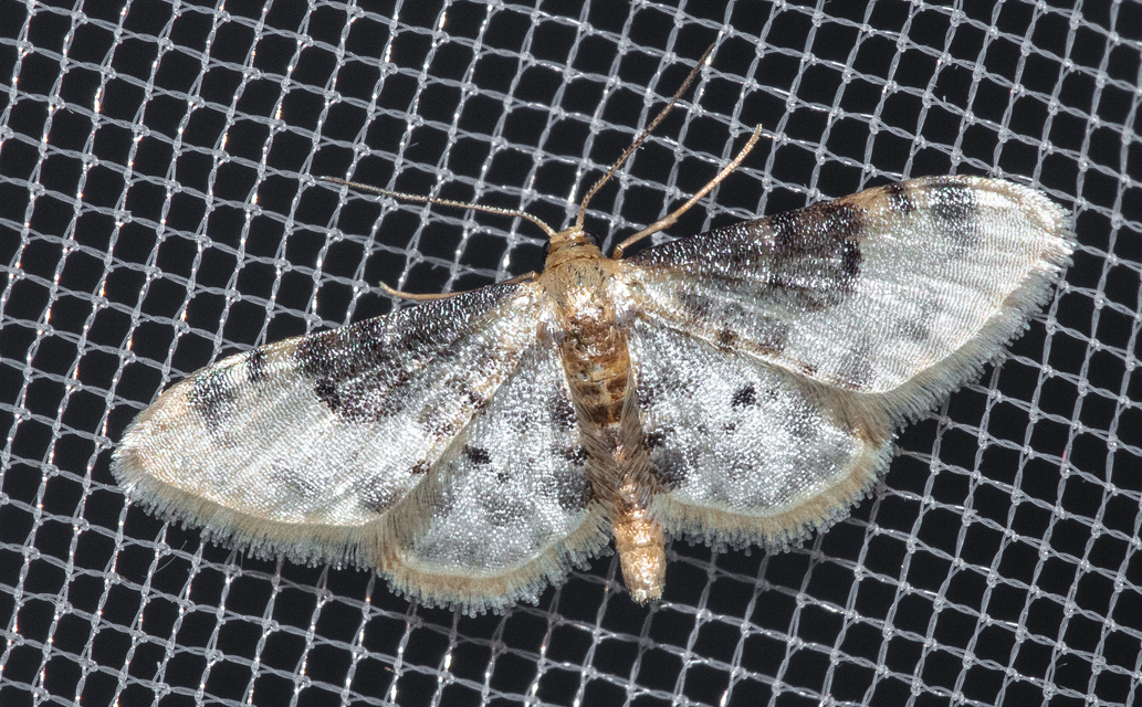 Idaea filicata - sötéttövű apróaraszoló