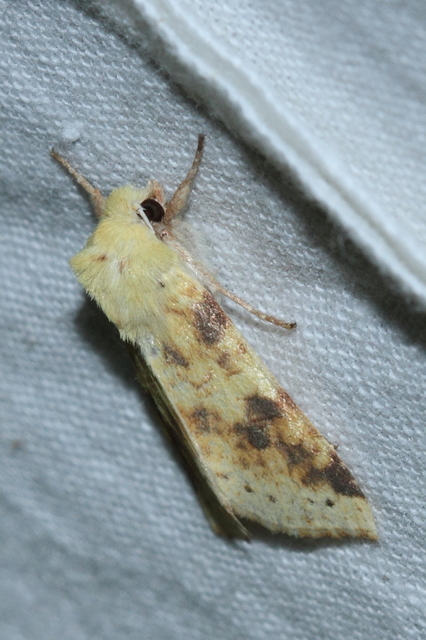 Cirrhia icteritia - nyárfa-sárgabagoly