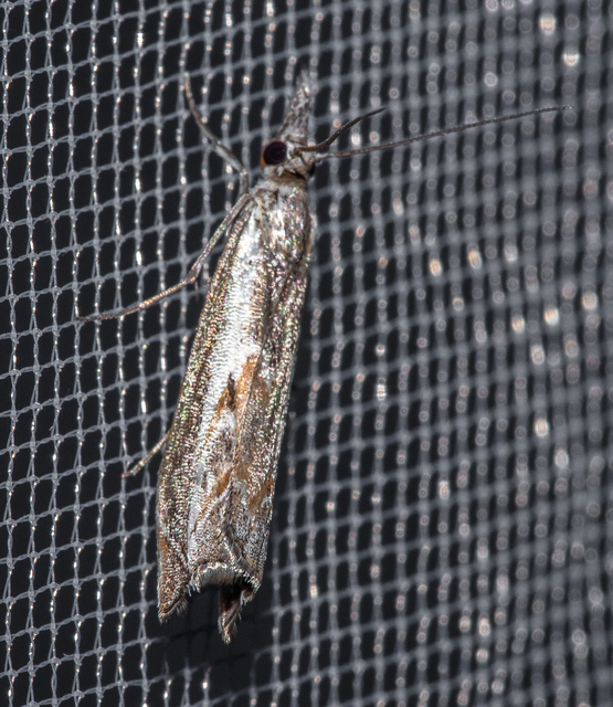 Platytes alpinella - moharágómoly
