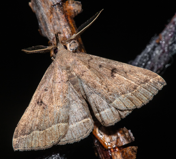 Pechipogo plumigeralis - tollascsápú karcsúbagoly