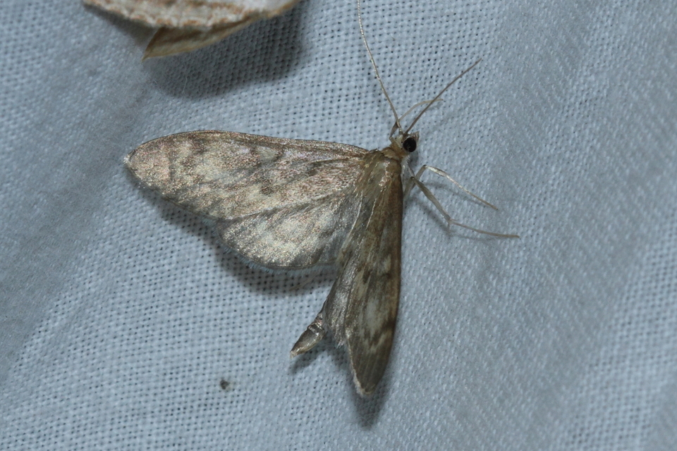 Anania lancealis - hosszúszárnyú tűzmoly