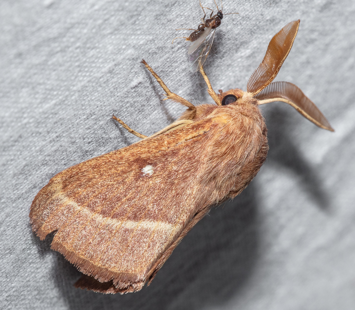 Lasiocampa trifolii - lóhereszövő
