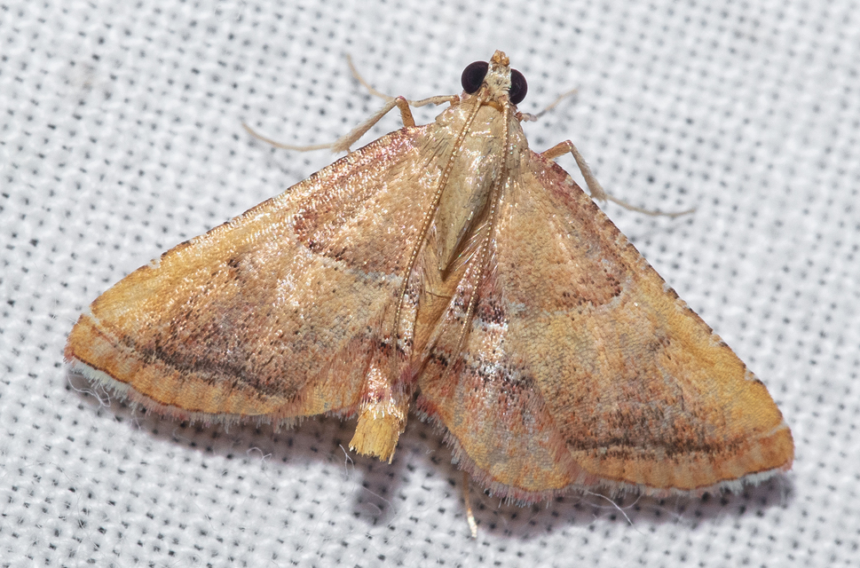 Endotricha flammealis - tüzesszárnyú fényilonca