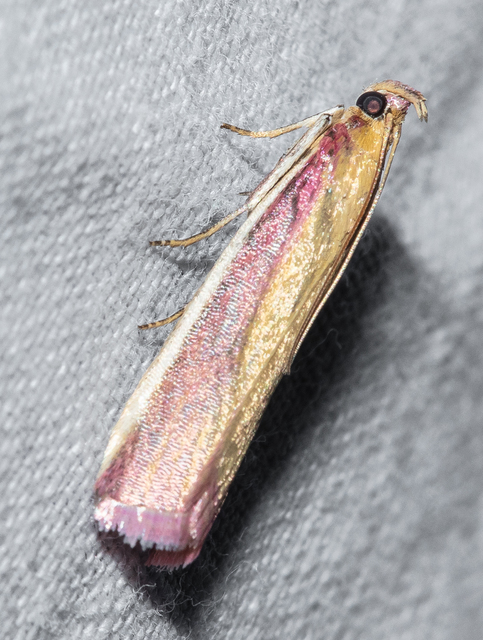 Oncocera semirubella - lucernamoly
