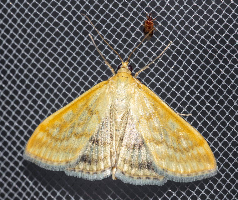 Sitochroa verticalis - világossárga dudvamoly
