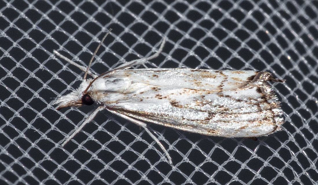 Catoptria falsella - hálós fűgyökérmoly