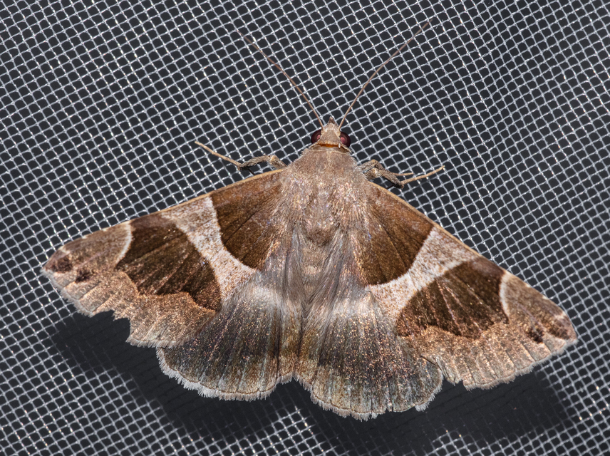 Dysgonia algira - déli porcelánbagoly
