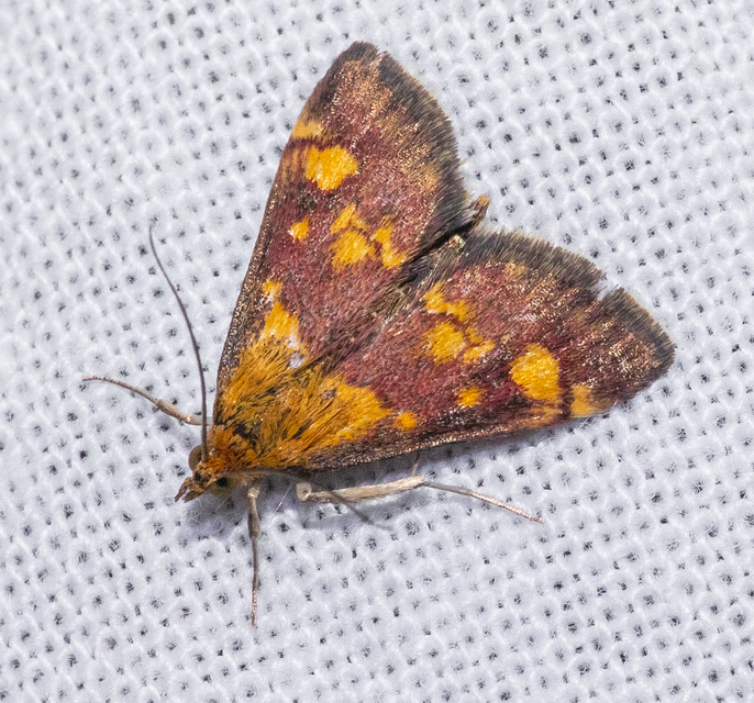 Pyrausta aurata - aranyló bíbormoly