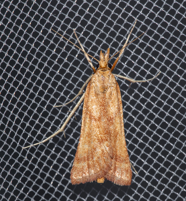 Synaphe punctalis - hosszúlábú fényilonca