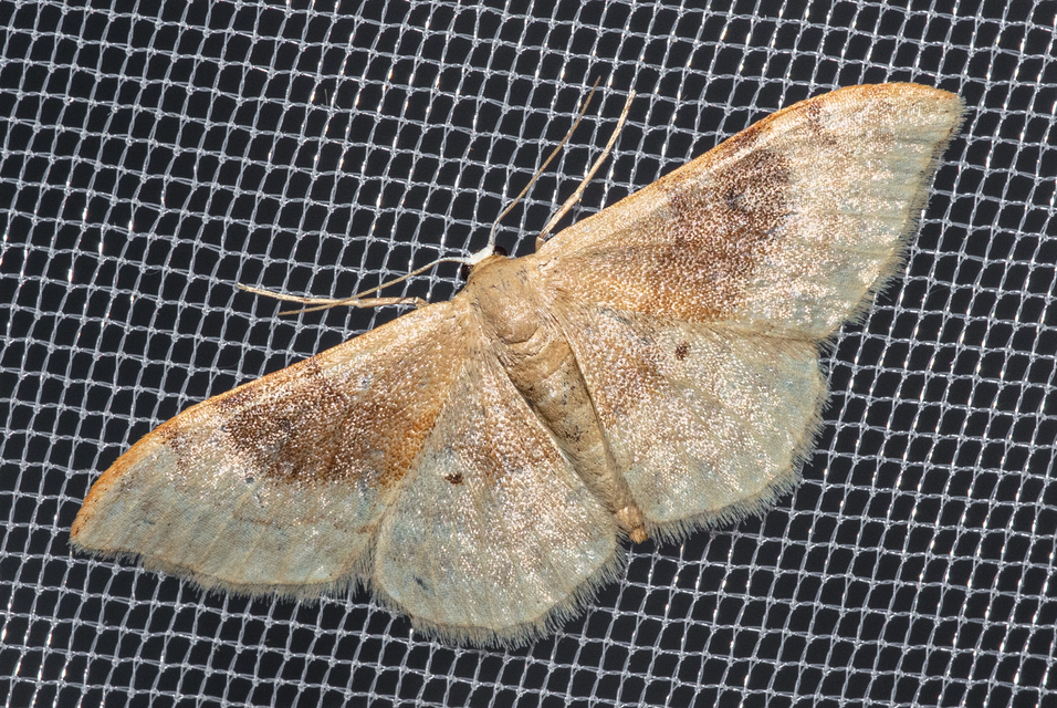 Idaea degeneraria - barnasávos araszoló