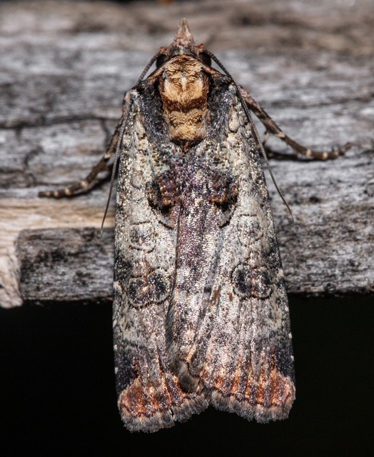 Epilecta linogrisea - karcsú sárgafűbagoly