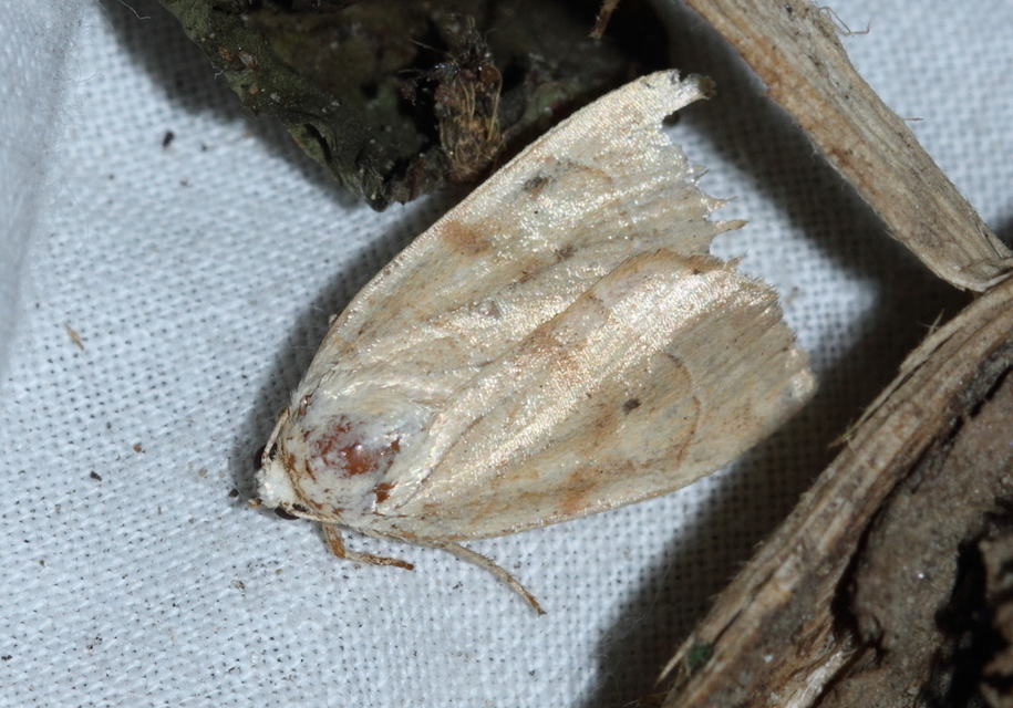 Cosmia trapezina - közönséges lombbagoly