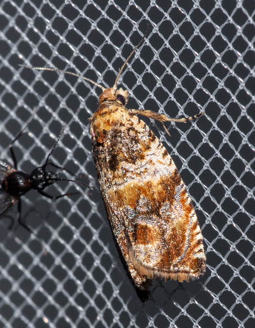 Celypha