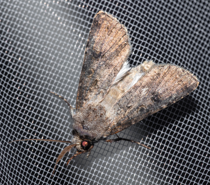 Agrotis segetum - vetési földibagoly