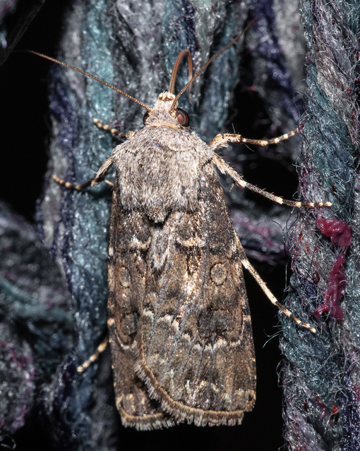 Agrotis bigramma - kétjegyű földibagoly
