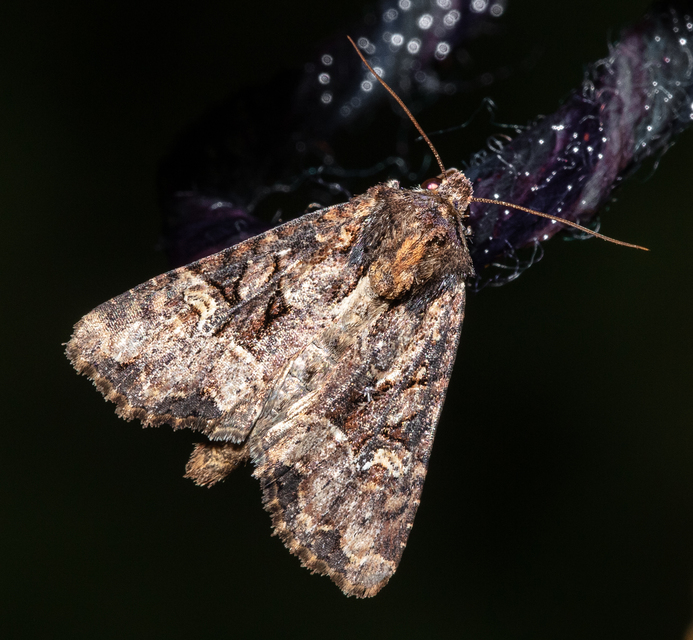 Mesapamea secalella/secalis