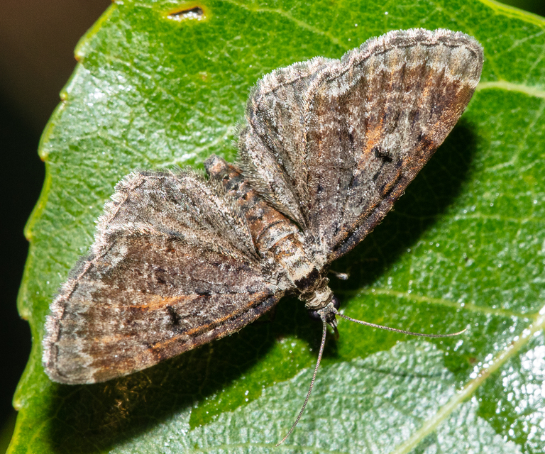 Eupithecia icterata - rozsdafoltos törpearaszoló