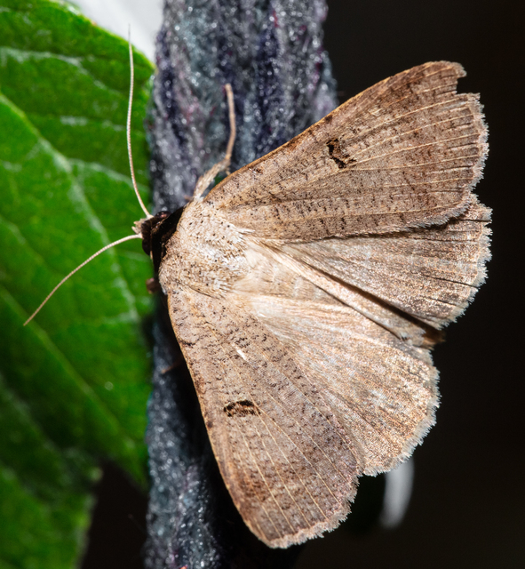 Lygephila craccae - gyakori csüdfűbagoly