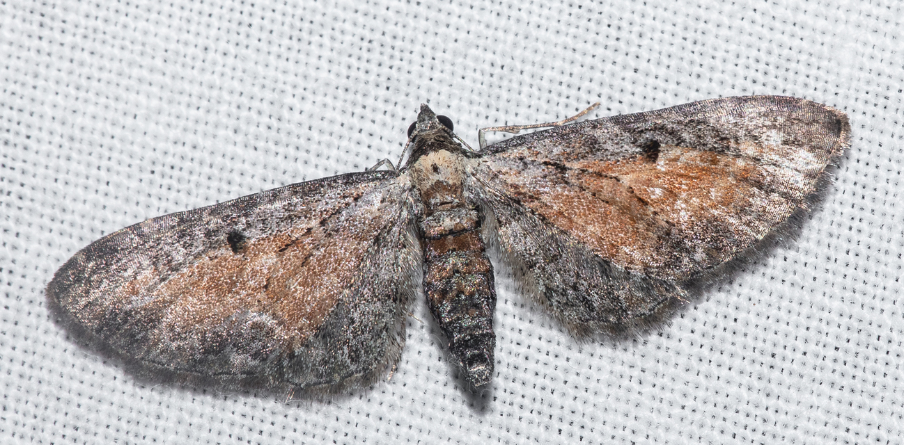 Eupithecia icterata - rozsdafoltos törpearaszoló