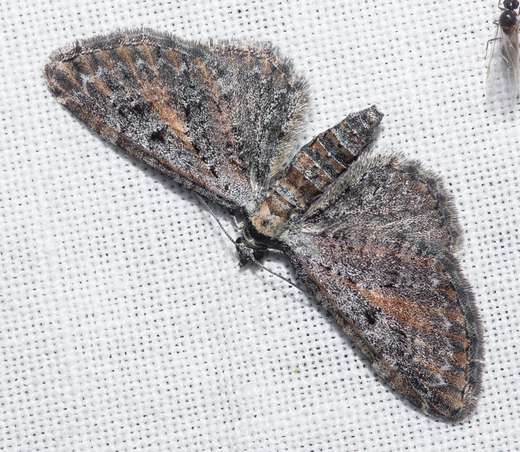 Eupithecia icterata - rozsdafoltos törpearaszoló