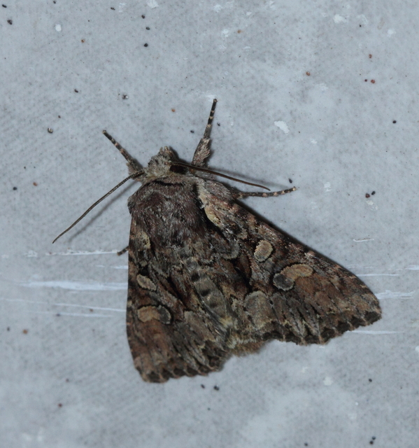 Lacanobia thalassina - borbolya-kertibagoly