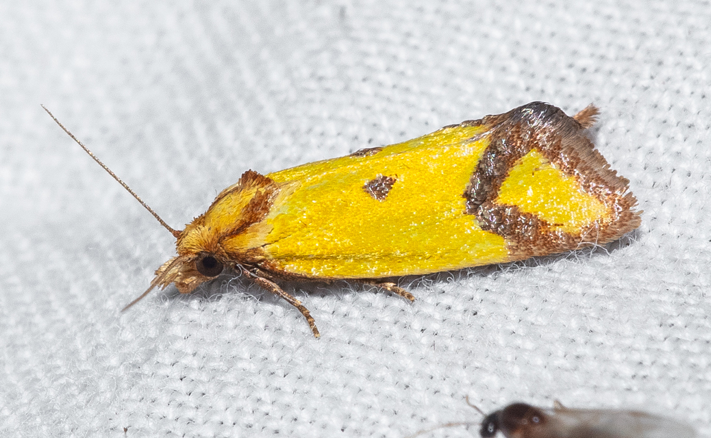 Agapeta zoegana - barnacsíkos sárgamoly