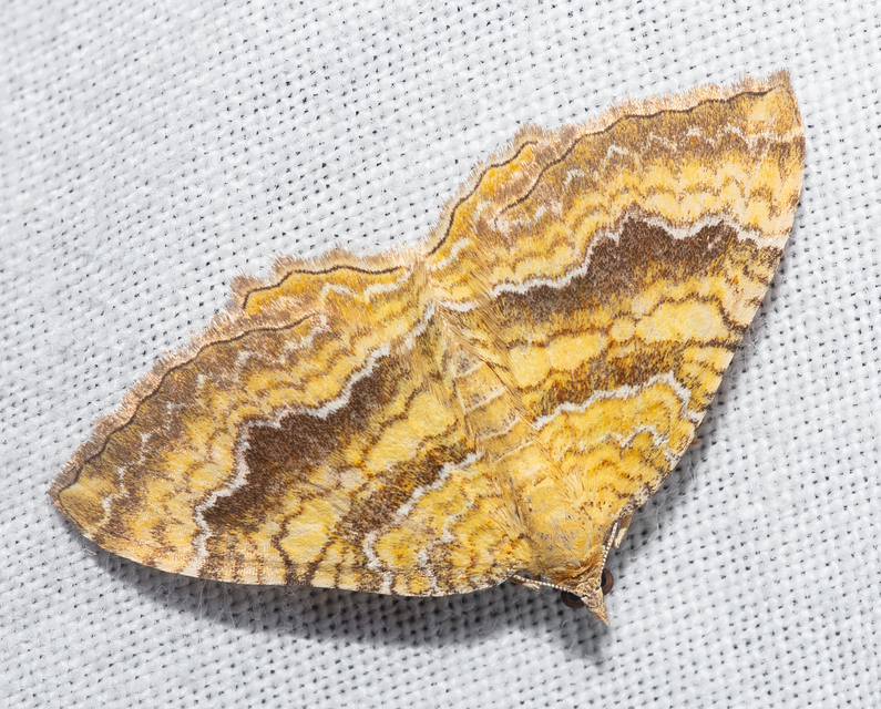 Camptogramma bilineata - kétvonalas sávosaraszoló
