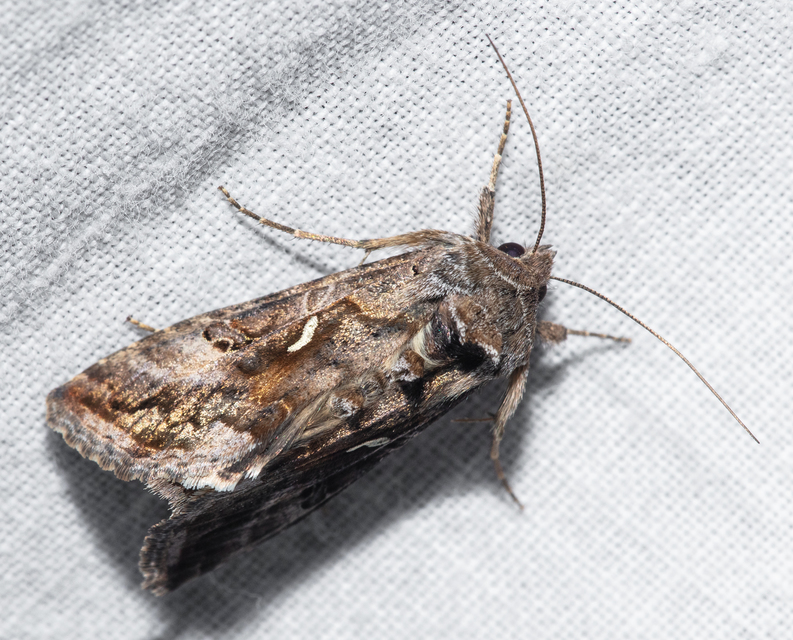 Autographa gamma - gammalepke