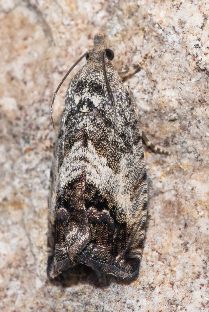Cydia splendana - tölgymakkmoly