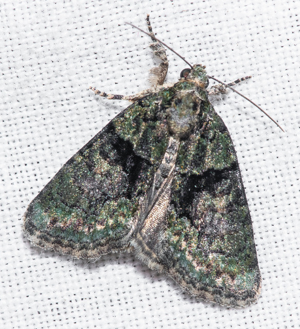Cryphia algae - sárgászöld zuzmóbagoly