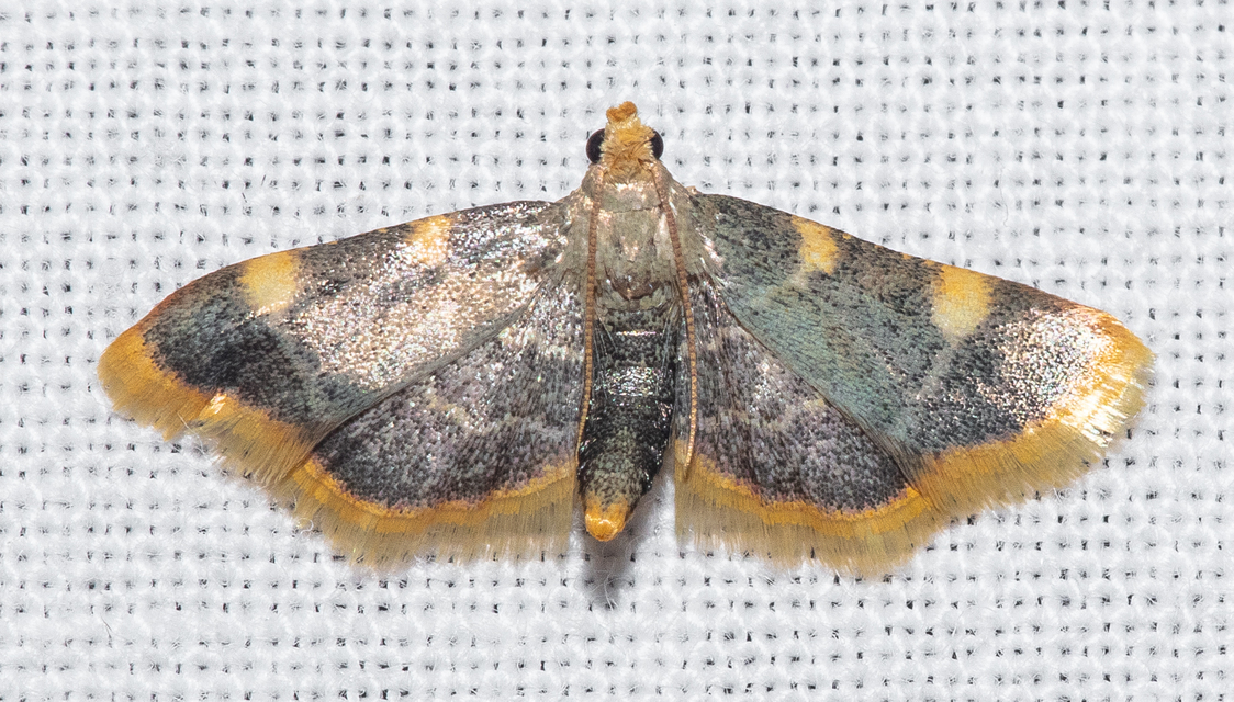 Hypsopygia costalis - szénailonca