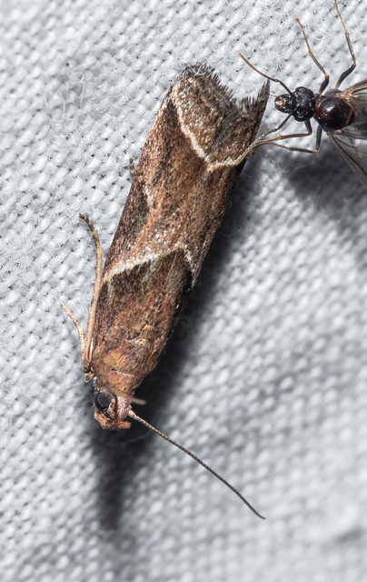 Nyctegretis